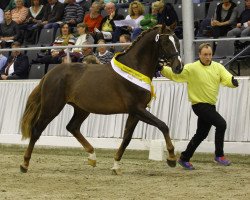 stallion Scotch (Hanoverian, 2015, from Silvio I)