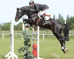 stallion El Bundy (Hanoverian, 1998, from Escudo I)