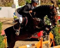 jumper Silvercup 2 (Hanoverian, 2002, from Silvio I)