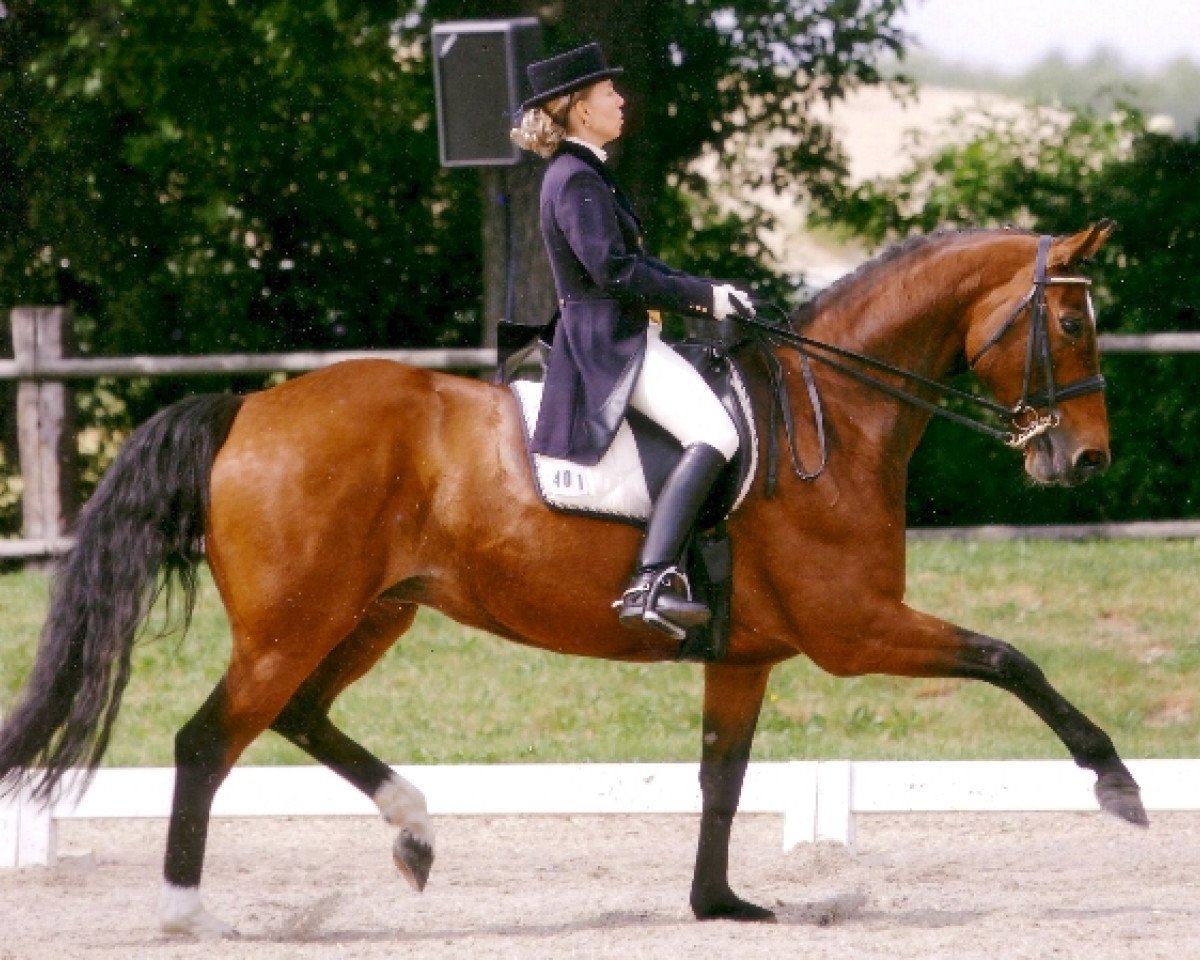 broodmare Laurenzia (Hanoverian, 1993, from Loredo)