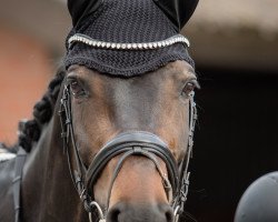 dressage horse Rock it Man (Westphalian, 2007, from Rock Forever NRW)