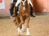 dressage horse Captain Jack K (German Riding Pony, 2011, from Chantre's Held)