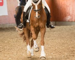 dressage horse Captain Jack K (Deutsches Reitpony, 2011, from Chantre's Held)