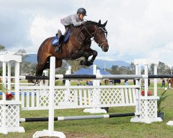 jumper Enzo PJ (Hanoverian, 2003, from Escudo I)