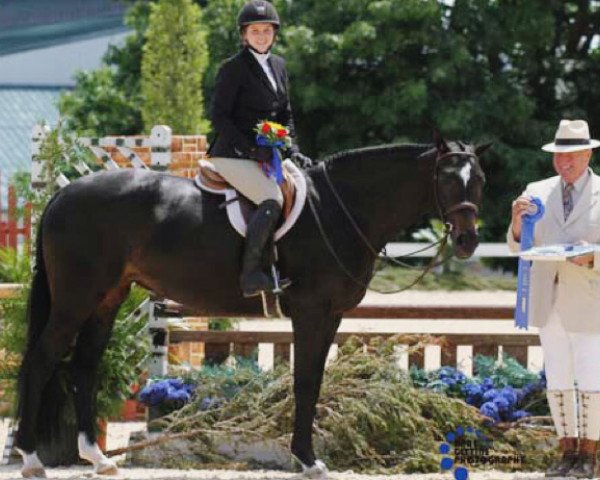 horse Carrera PJ (Hanoverian, 2008, from Contendro I)