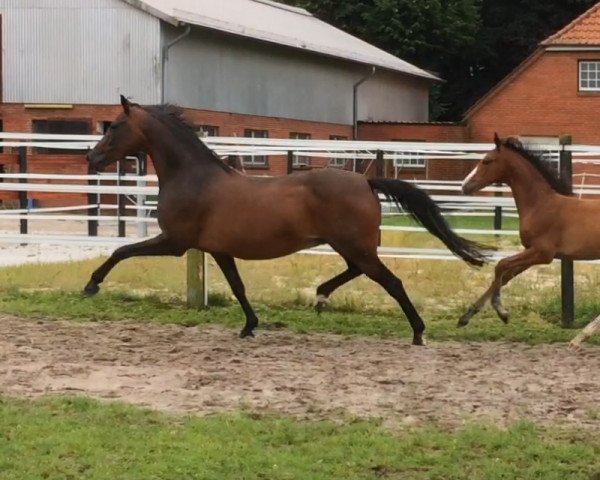 broodmare Ramina 177 (German Riding Pony, 2003, from King Bjuti)