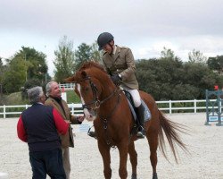 jumper Etro Pj (Hanoverian, 2005, from Escudo I)