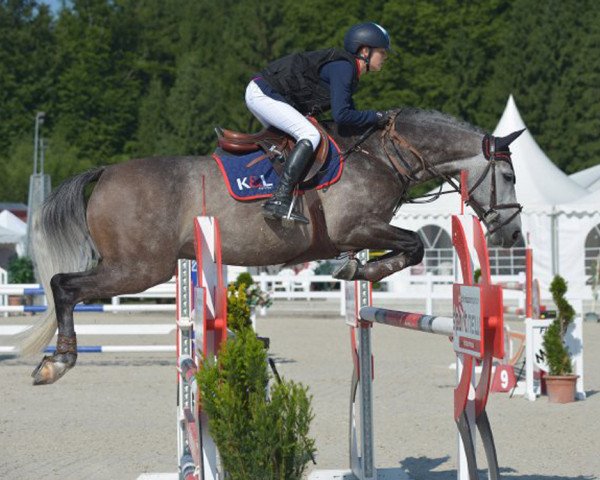 stallion Puma (Hanoverian, 2007, from Quidam de Revel)