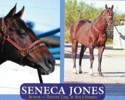 stallion Seneca Jones xx (Thoroughbred, 1990, from Alydar xx)