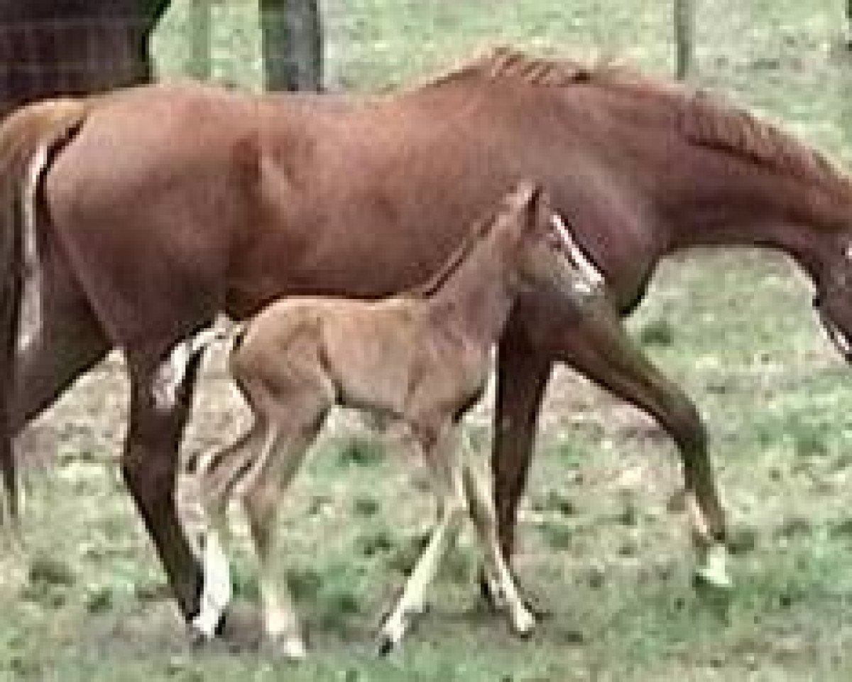 broodmare Madam Bucheron xx (Thoroughbred, 2005, from Seneca Jones xx)