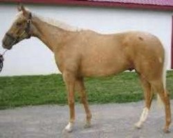 stallion Red White N Gold xx (Thoroughbred, 2006, from Billionair xx)