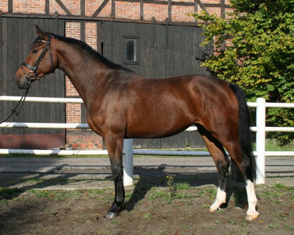 broodmare Limette PJ (Hanoverian, 2011, from Lord Pezi)