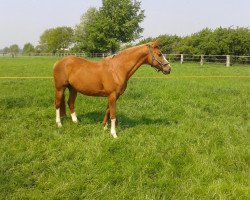 broodmare Honeymoon V (Trakehner, 1999, from Alter Fritz)