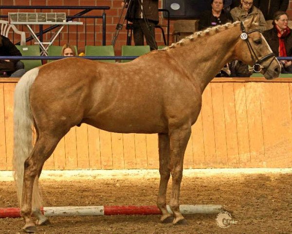 stallion Allthegoldnftknox xx (Thoroughbred, 2009, from Red White N Gold xx)