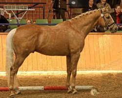 stallion Allthegoldnftknox xx (Thoroughbred, 2009, from Red White N Gold xx)