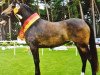 broodmare Betty (Welsh-Pony (Section B), 1999, from Hasko)