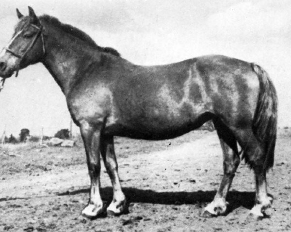 broodmare Viira (sonstiges Pony, 1951, from Vops)