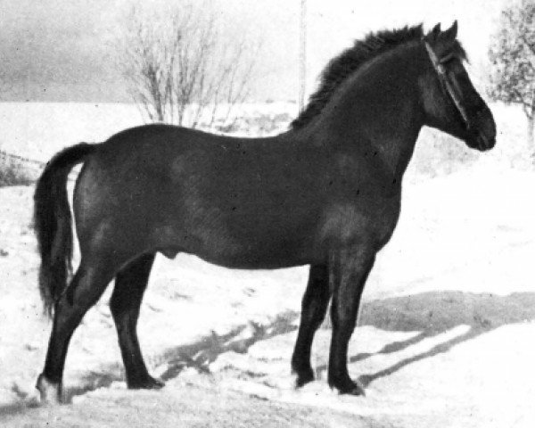 Deckhengst Tootsi (Finnisches Zugpferd, 1965, von Tooder)