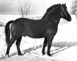 Deckhengst Tootsi (Finnisches Zugpferd, 1965, von Tooder)