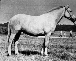 broodmare Valli (Estonian Sport, 1968, from Vahur 370 E)