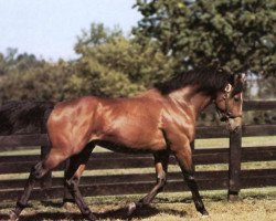 stallion Dance Spell xx (Thoroughbred, 1973, from Northern Dancer xx)