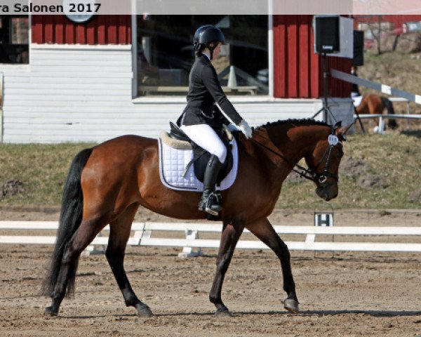 Springpferd Missing Name (Schwedisches Reitpony, 2008, von Mon Cherg)