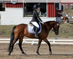 Springpferd Missing Name (Schwedisches Reitpony, 2008, von Mon Cherg)