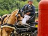 dressage horse Pikolo 21 (German Riding Pony, 2010)