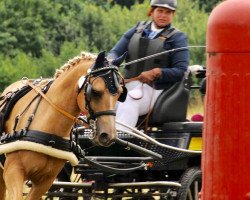 dressage horse Pikolo 21 (German Riding Pony, 2010)