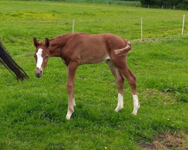 dressage horse Vico (German Riding Pony, 2017, from Top Vidal)