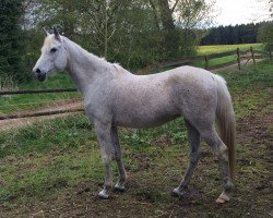 broodmare Shi Aila ox (Arabian thoroughbred, 1998, from Ghandur II)