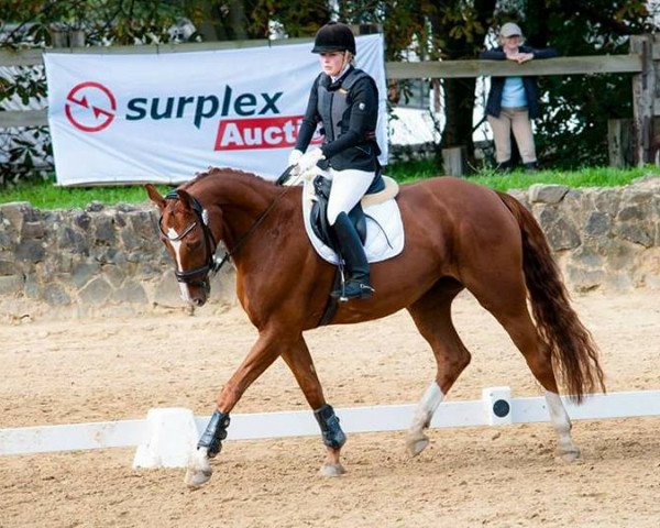 dressage horse Damon's Romantica (Oldenburg, 2009, from Damon Hill)