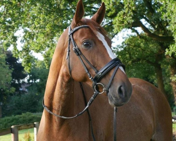 broodmare Candy 741 (German Warmblood, 2008, from Credos)