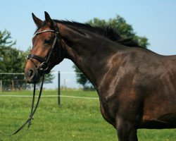 broodmare Enie PJ (Hanoverian, 2014, from Embassy I)