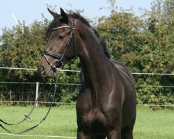 broodmare Ebony PJ (Hanoverian, 2014, from Embassy II)