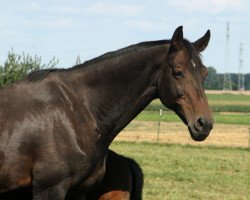 broodmare Atina (Hanoverian, 1996, from Acord II)