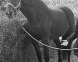 broodmare Galaxis (Brandenburg, 1998, from Galan)