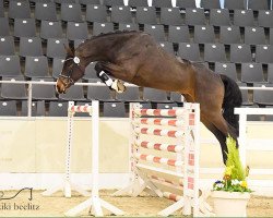 jumper Vince Vega PJ (Hanoverian, 2013, from Viscount 22)