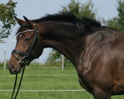 jumper Carrie PJ (Hanoverian, 2014, from Codex One)