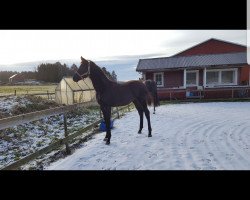 stallion Tarik Di Levante (Danish Warmblood, 2017)