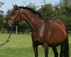 broodmare Cat Canadia PJ (Hanoverian, 2009, from Clinton I)