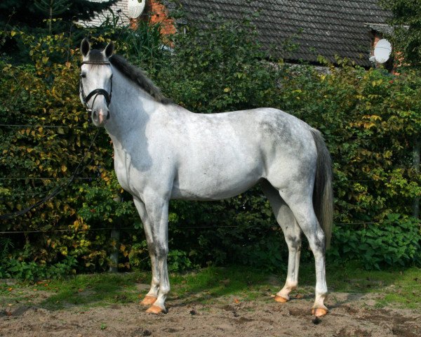 Zuchtstute Cira Grey PJ (Hessisches Warmblut, 2008, von Chico's Boy)