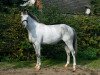 Zuchtstute Cira Grey PJ (Hessisches Warmblut, 2008, von Chico's Boy)