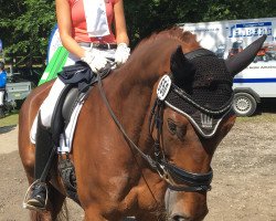 dressage horse Floremo (Westphalian, 2005, from Floresco NRW)