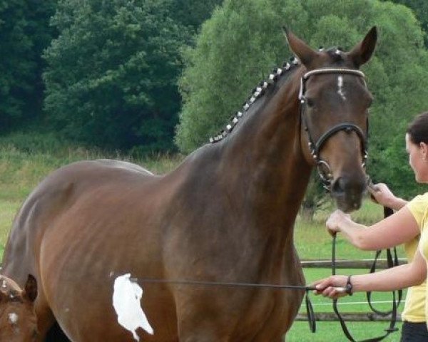 broodmare Traumfee (Hessian Warmblood, 1997, from Trend)