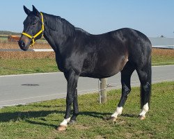 broodmare Gran Dame (Oldenburg, 2001, from Sandro Hit)