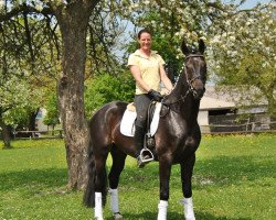 dressage horse De Luxe - H (Hanoverian, 2009, from Dancier)