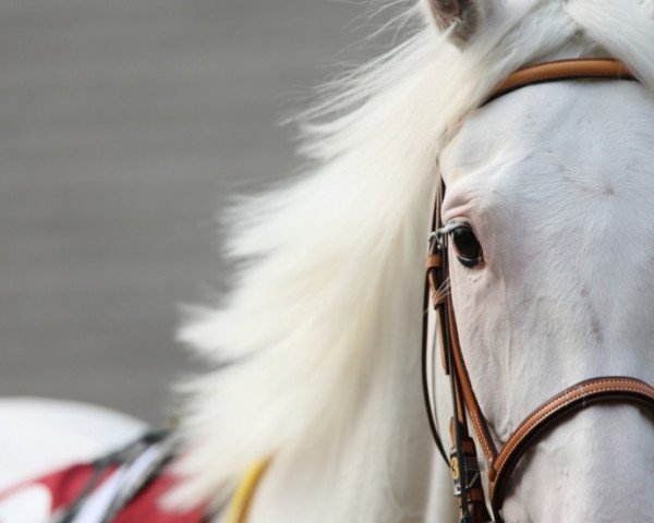 broodmare Yukichan xx (Thoroughbred, 2005, from Kurofune xx)