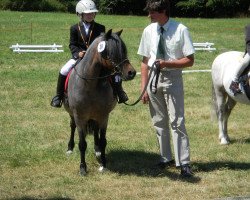 broodmare Donna (Welsh mountain pony (SEK.A), 1990, from Agget Astor)