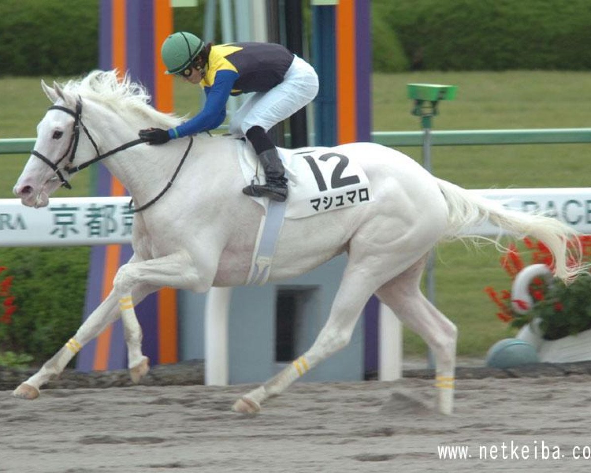 broodmare Marshmallow xx (Thoroughbred, 2009, from Kurofune xx)